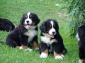 Chovatelsk� stanice Bernsk�ch sala�nick�ch ps�