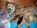 Prod�m �t��ata Akita Inu
