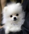 Prod�m �t���tka n�meck� �pic trpasli��/mal�/pomeranian
