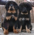 Tibetsk� doga - �t��ata