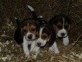b�gl beagle