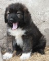Kavkazsk� pasteveck� pes s PP