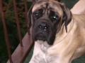 prod�m Anglick�ho mastifa