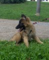 Belgick� ov��k Tervueren - fenky s PP