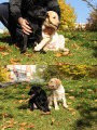 Prod�me �t��ata - labradorsk� retriever