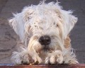 RARITA-IRISH SOFT COATED WHEATEN TERI�R