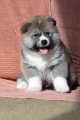 Prod�m Akita Inu