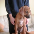 Rhodesian ridgeback - perspektivn� pejsek s PP "Luksus"