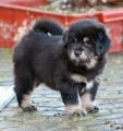 Tibetsk� doga - �t��ata