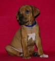 Rhodesian Ridgeback �t��ata s PP