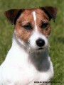 �t��ata jack russell teriera s PP