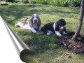 Basset hound �t��ata