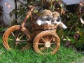 Shiba - inu �t���tka