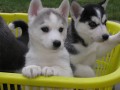 Sibi�sk� husky-