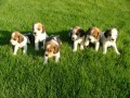 Prod�m �t��ata Beagle