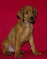 Rhodesian Ridgeback s PP  ihned k odb�ru