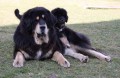 Tibetsk� doga - �t��ata