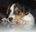 Jack Russel Teri�r