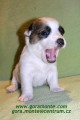 �t��ata jack russell teriera s PP