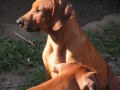 �t���tka rhod�sk�ho ridgebacka s PP