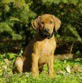 Rhodesian Ridgeback pejsek s PP  ihned k odb�ru