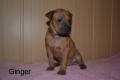 Thajsk� ridgeback