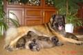 �t�n� leonberger s PP