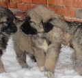 Kavkazsk� pasteveck� pes-�t���tka