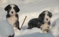 BEARDED COLLIE - �ernob�l� �t���tka s PP