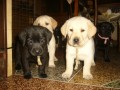 Prod�m labrador