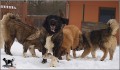 KAVKAZSK� PASTEVECK� PES