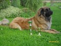 �t���tka Leonberger