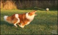 t�bory agility