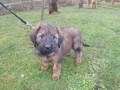 Briard - plav� i �ern� �t���tka