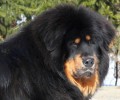 Tibetsk� doga - �t��ata