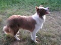 Nab�dka kryt� border collie s PP