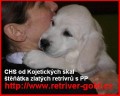 Golden Retriever �t��ata s PP