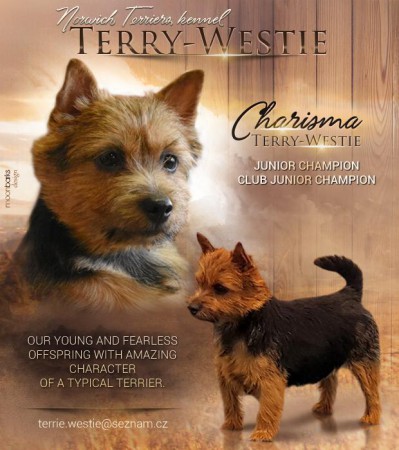 J.CH.CH.CHARISMA Terry-Westie,barva černá s pálením J.CH.CH.CHARISMA Terry-Westie,barva černá s pálením