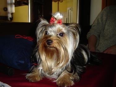 Jessido