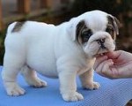  Anglick buldog - 