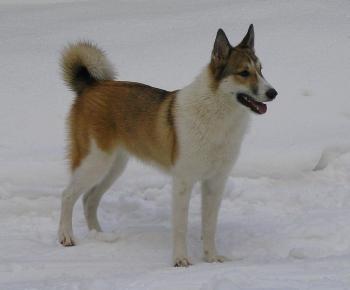 Z�padosibi�sk� lajka