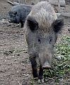 Prase divok� (Sus scrofa)