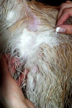 Andulka - koup�n�