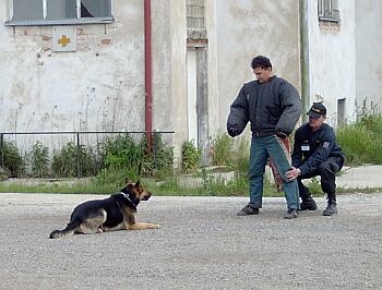 Psi hl�dali opravdu pozorn�.