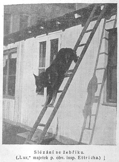 Sl�z�n� po �eb��ku