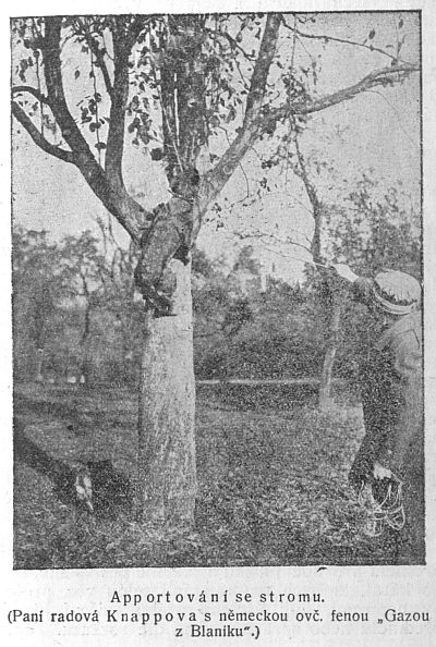 Apportov�n� se stromu