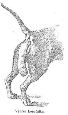 V�h�ez kone�n�ku