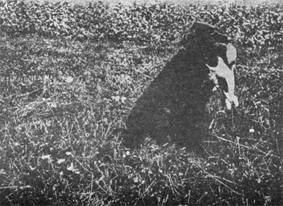 V�cvik ps� v p�in�en�