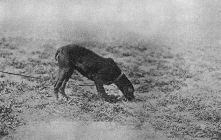 Kr�tkosrst� oha� jako vodi� na �emenu u n�st�elu.