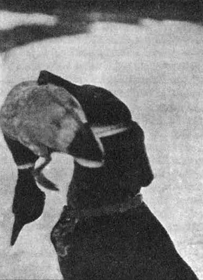 Dora pod�v� zimn�ho ka�era z �eky p�inesen�ho.